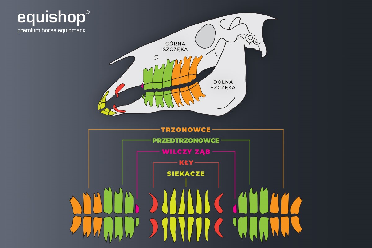 zęby koni schamta_1